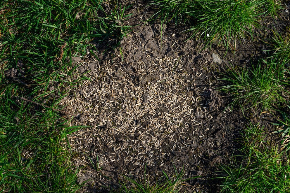 Rasen im Herbst säen Experte erklärt, wie es richtig geht