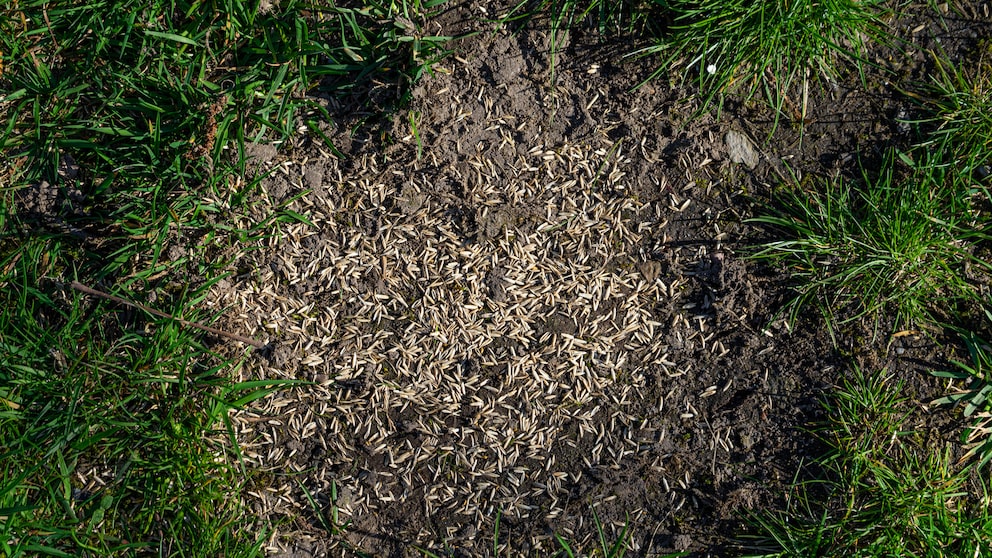 Kahle Stellen im Rasen kann man durch eine Nachsaat beheben – auch im Herbst