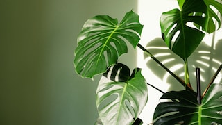 Die großen Blätter der Monstera müssen regelmäßig von Staub befreit werden. Gleichzeitig sollte man sie in einem wöchentlichen Rhythmus mit Wasser einsprühen