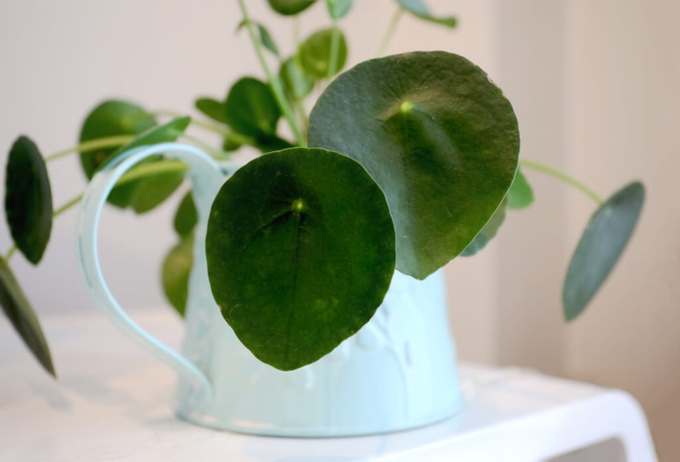 UFO Plant