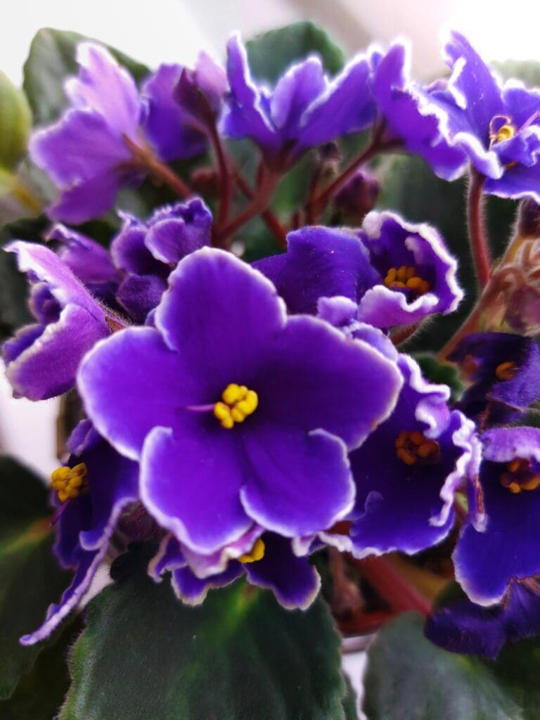 African violet