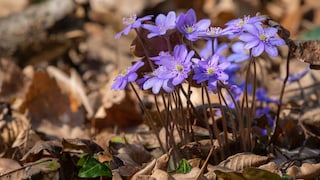Leberblümchen