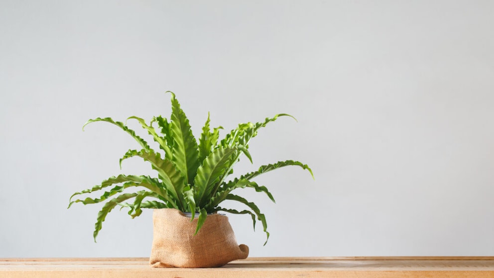 Bird's Nest Fern
