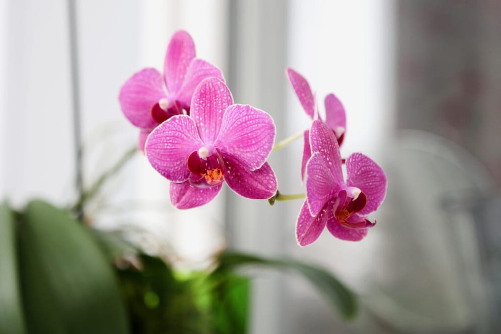 Orchid