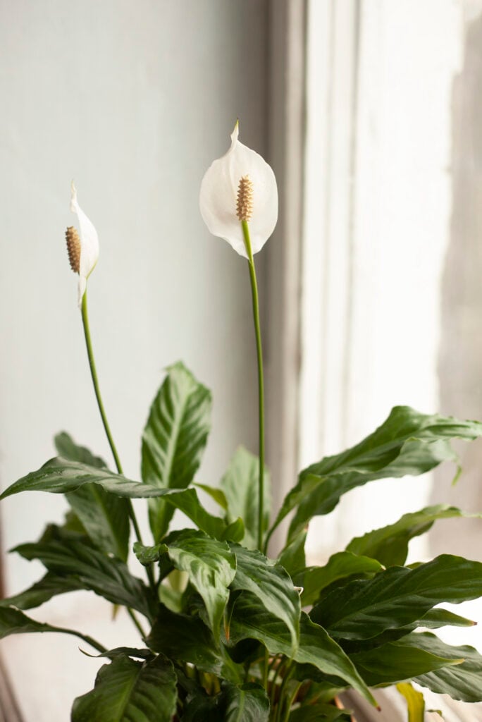 The peace lily is one of the most striking houseplants with its large, green leaves