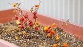 Nach dem Sommer, wenn Balkon oder Terrasse winterfest gemacht werden, leert man auch die Blumenkästen aus. Doch wohin mit der Blumenerde?