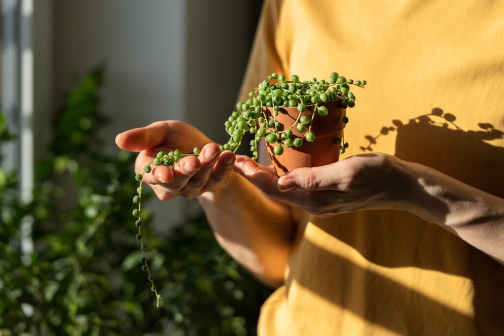Person with String of Pearls
