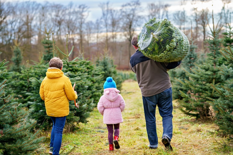 Weihnachtsbaum 2023: Anbieter erhöhen Preise