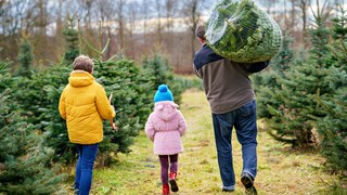 Weihnachtsbaum 2023