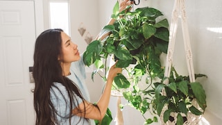 Hängepflanzen bringen auf dekorative Weise jede Menge Grün ins Zuhause
