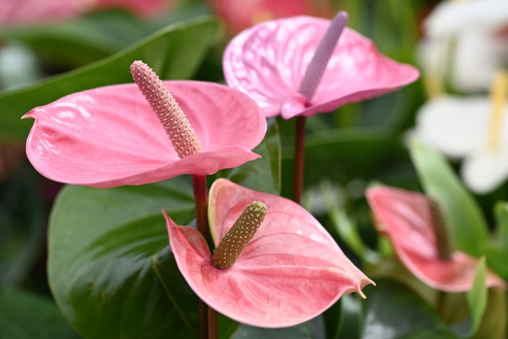 Anthurium