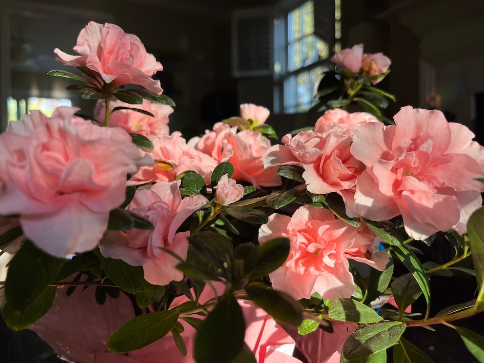 8 Zimmerpflanzen Mit Blüten Die Farbe Ins Zuhause Bringen