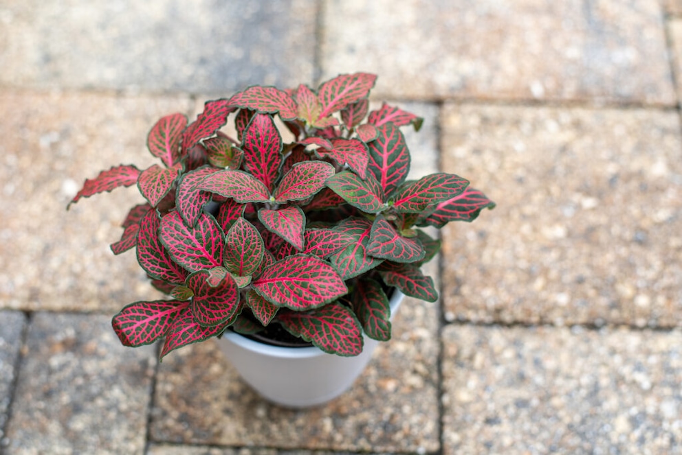 Fittonia