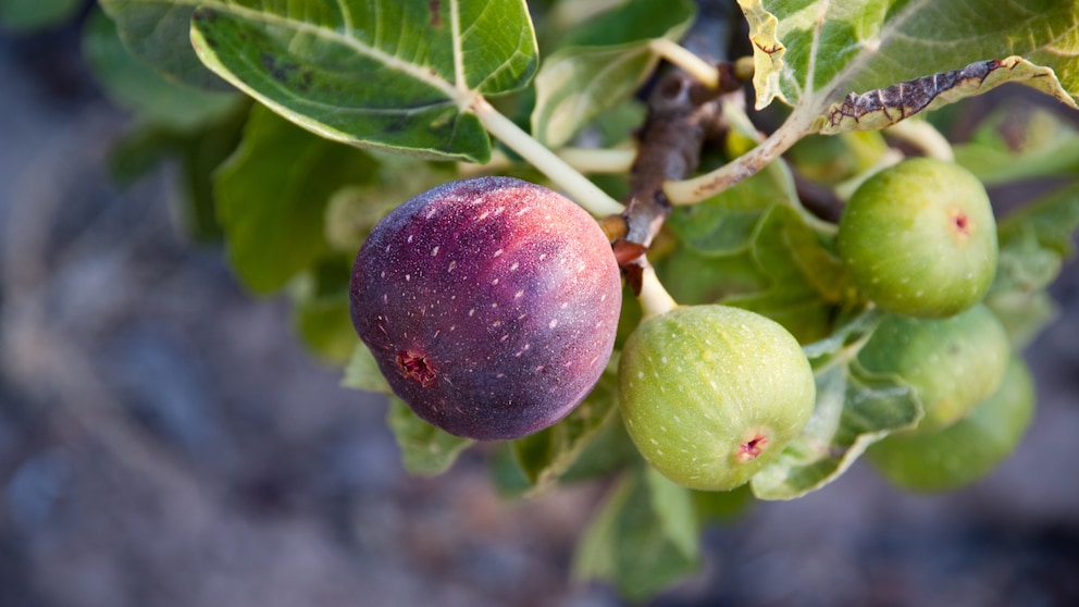Feigenbaum überwintern
