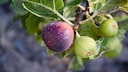 Feigenbaum überwintern