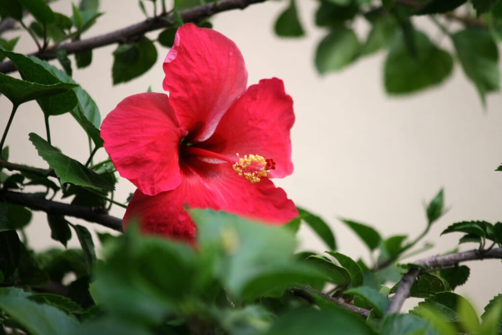 Hibiscus