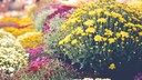 Chrysanthemen gehören zu den späten Blühern, man kann sie durchaus überwintern