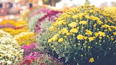 Chrysanthemen gehören zu den späten Blühern, man kann sie durchaus überwintern