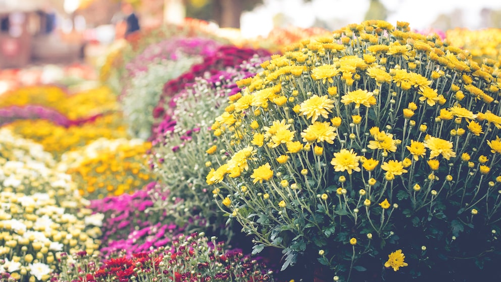 Chrysanthemen gehören zu den späten Blühern, man kann sie durchaus überwintern