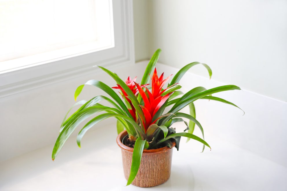 Bromeliad
