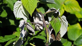 Verticillium-Welke