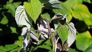Verticillium-Welke