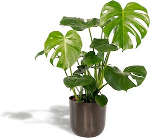 Monstera Pflanze