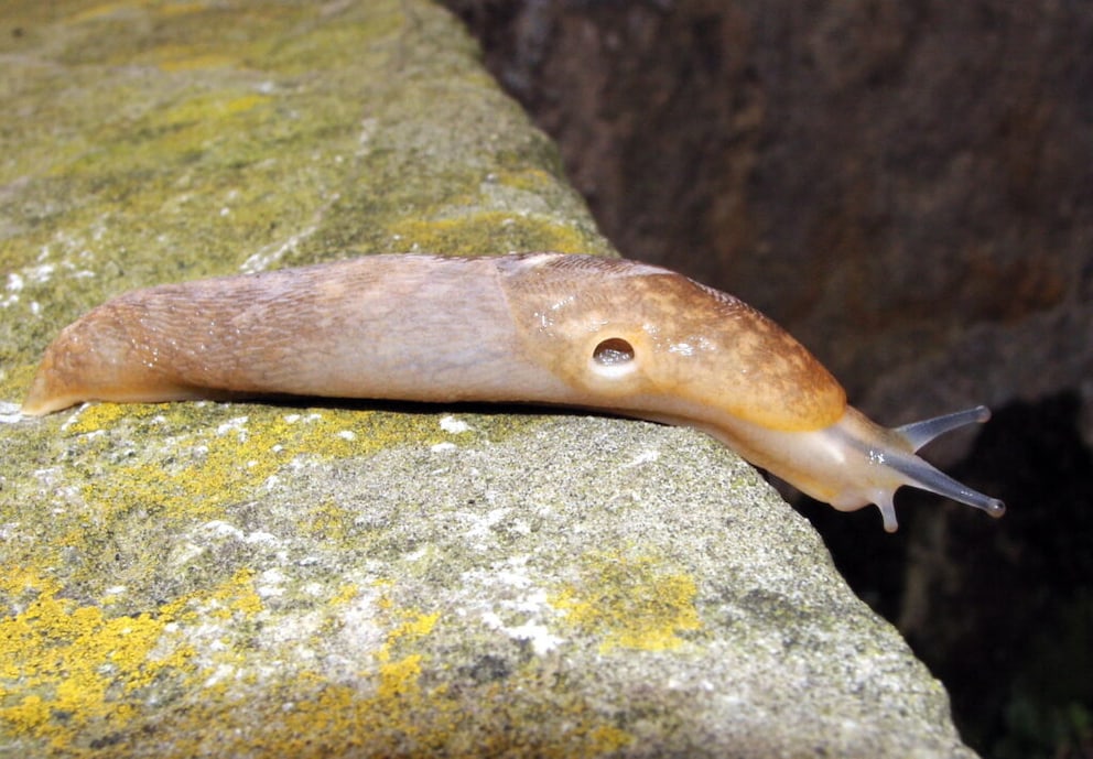 Der Bierschnegel ist keine Nachtschnecke, die in Deutschland Artenschutz genießt. Sollte sie aber, denn sie galt schon einmal als ausgestorben