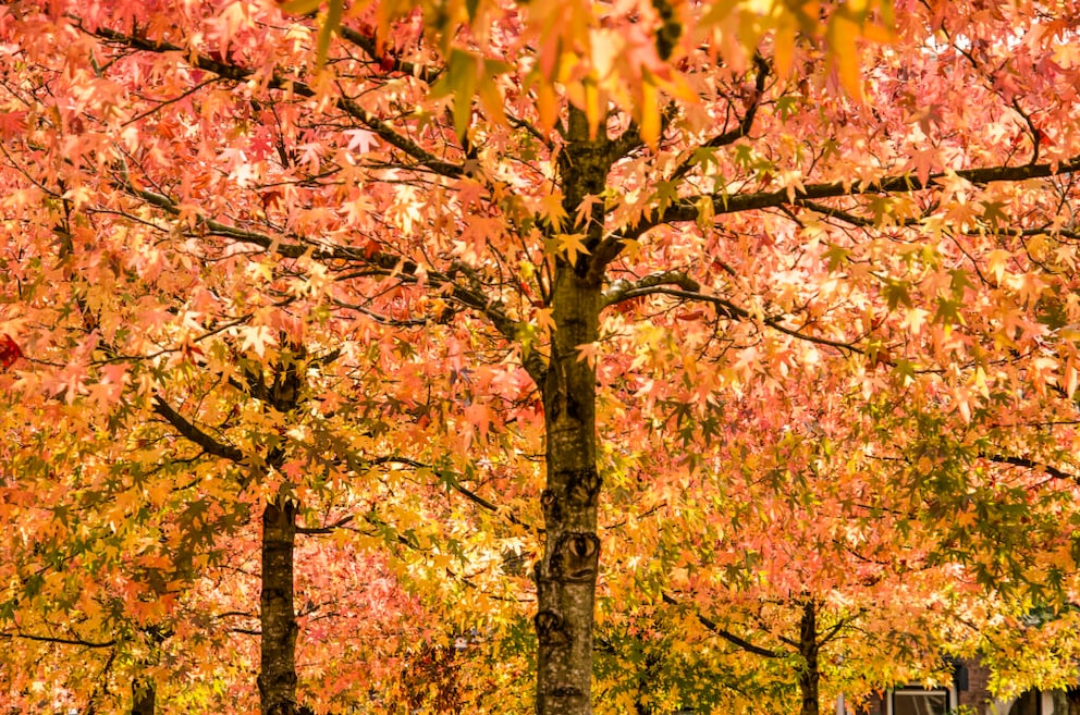 Amberbaum im Garten pflanzen: Standort, Boden, Pflege