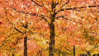 Amberbaum