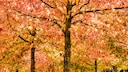 Amberbaum