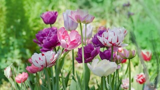 Weltweit gibt es über 4000 verschiedene Tulpensorten, die in den verschiedensten Farben und Formen blühen