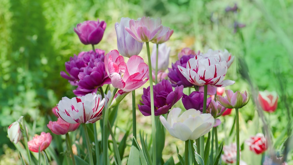 Weltweit gibt es über 4000 verschiedene Tulpensorten, die in den verschiedensten Farben und Formen blühen