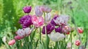 Weltweit gibt es über 4000 verschiedene Tulpensorten, die in den verschiedensten Farben und Formen blühen