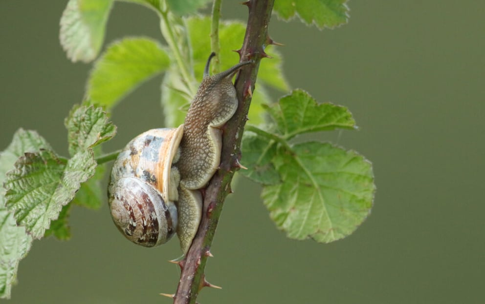 Weinbergschnecken gelten in manchen Ländern als Delikatesse, in Deutschland stehen sie unter Artenschutz