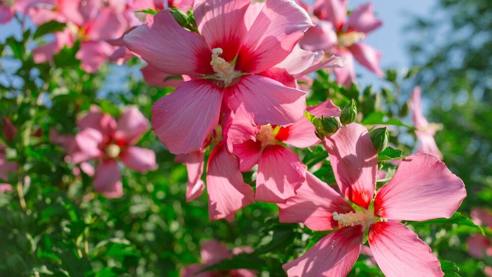 Hibiskus