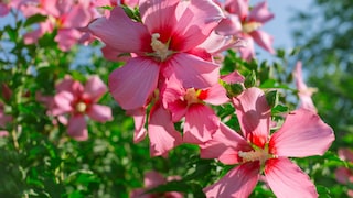 Hibiskus