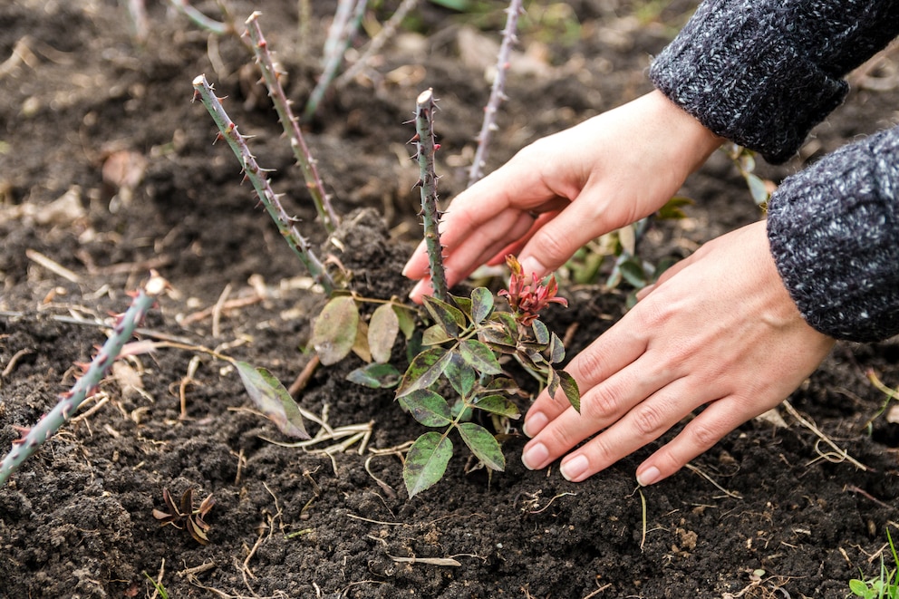 Rosen kann man im Herbst bis auf knapp einen halben Meter über dem Boden einkürzen