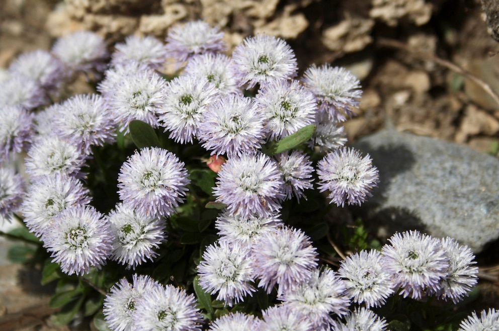 Die Sorte Globularia repens, auch Kriechende Kugelblume, trägt hellblaue bis fast weiße Blüten