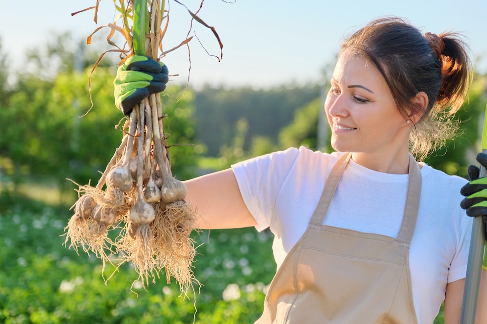 Zu viel Wasser kann Knoblauch schaden