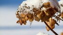 Hortensien überwintern