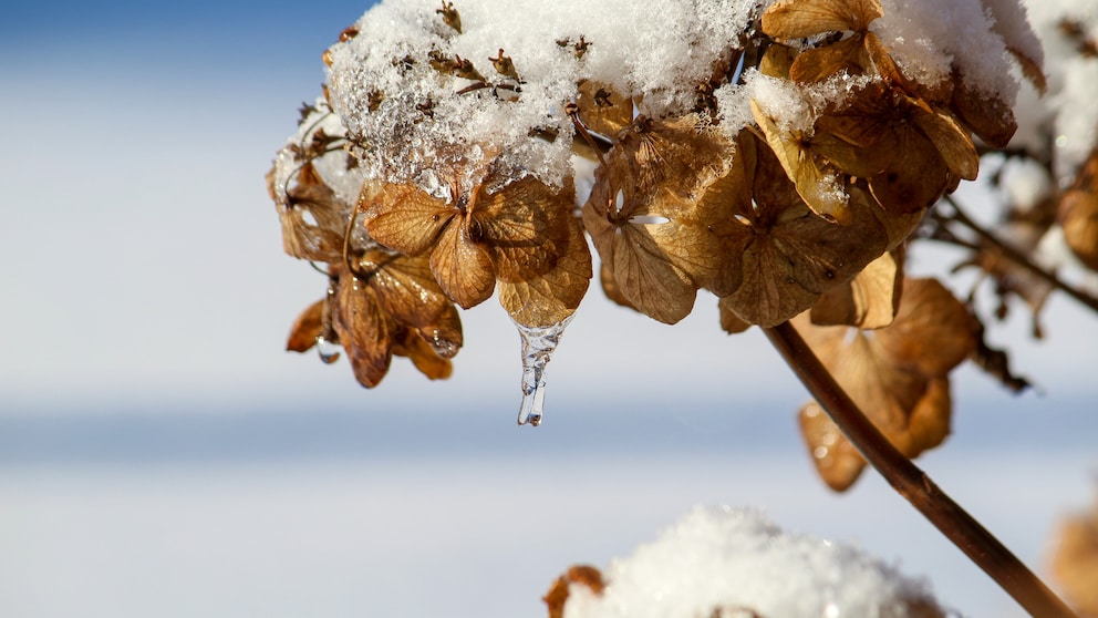 Hortensien überwintern