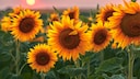 Sonnenblumen