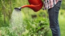 Nicht jedes Gemüse benötigt zwingend immer viel Wasser, um zu gedeihen