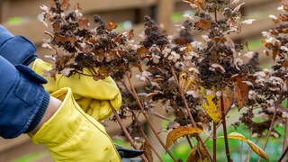 Friert es im November, sollte man von einem Rückschnitt bei den meisten Gehölzen absehen