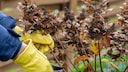 Friert es im November, sollte man von einem Rückschnitt bei den meisten Gehölzen absehen