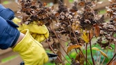 Friert es im November, sollte man von einem Rückschnitt bei den meisten Gehölzen absehen