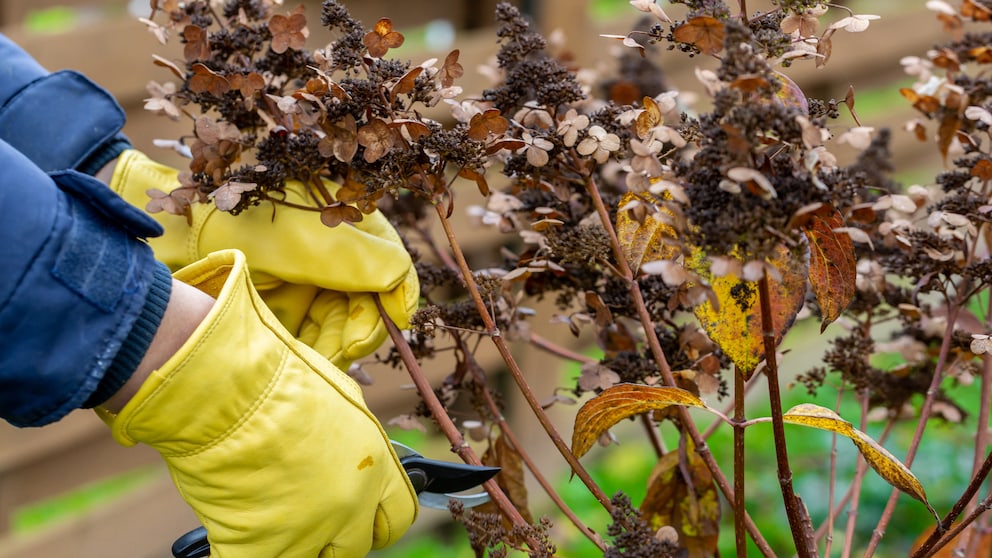 Friert es im November, sollte man von einem Rückschnitt bei den meisten Gehölzen absehen