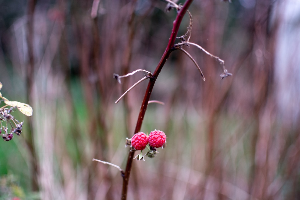 Herbst-Himbeeren tragen erst relativ spät ihre Früchte, weshalb man sie im November noch schneiden kann