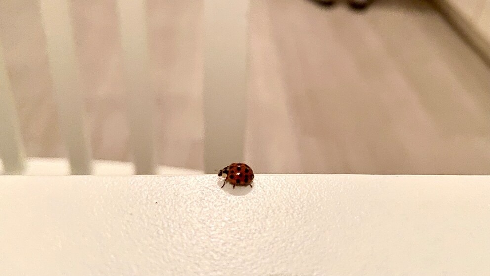 Marienkäfer können in großen Scharen auftreten. Auch in Wohnungen dringen sie ein, sobald es kälter wird.